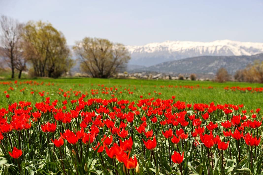 Konya'da adeta cennetten bir köşe! Bir tarafta karlı dağlar, diğer yanda bahar 6